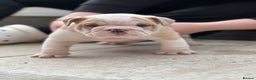 English Bulldog dogs for stud: Red Bulldog Stud - Advert 22