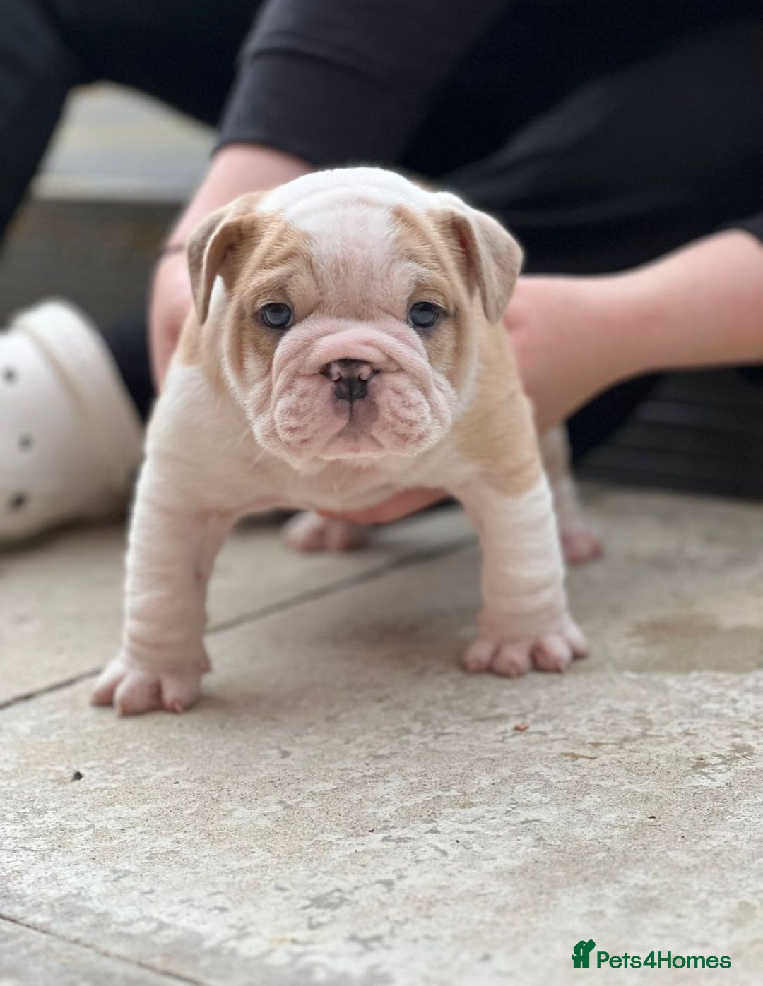 English Bulldog dogs for stud: Red Bulldog Stud - Image 22