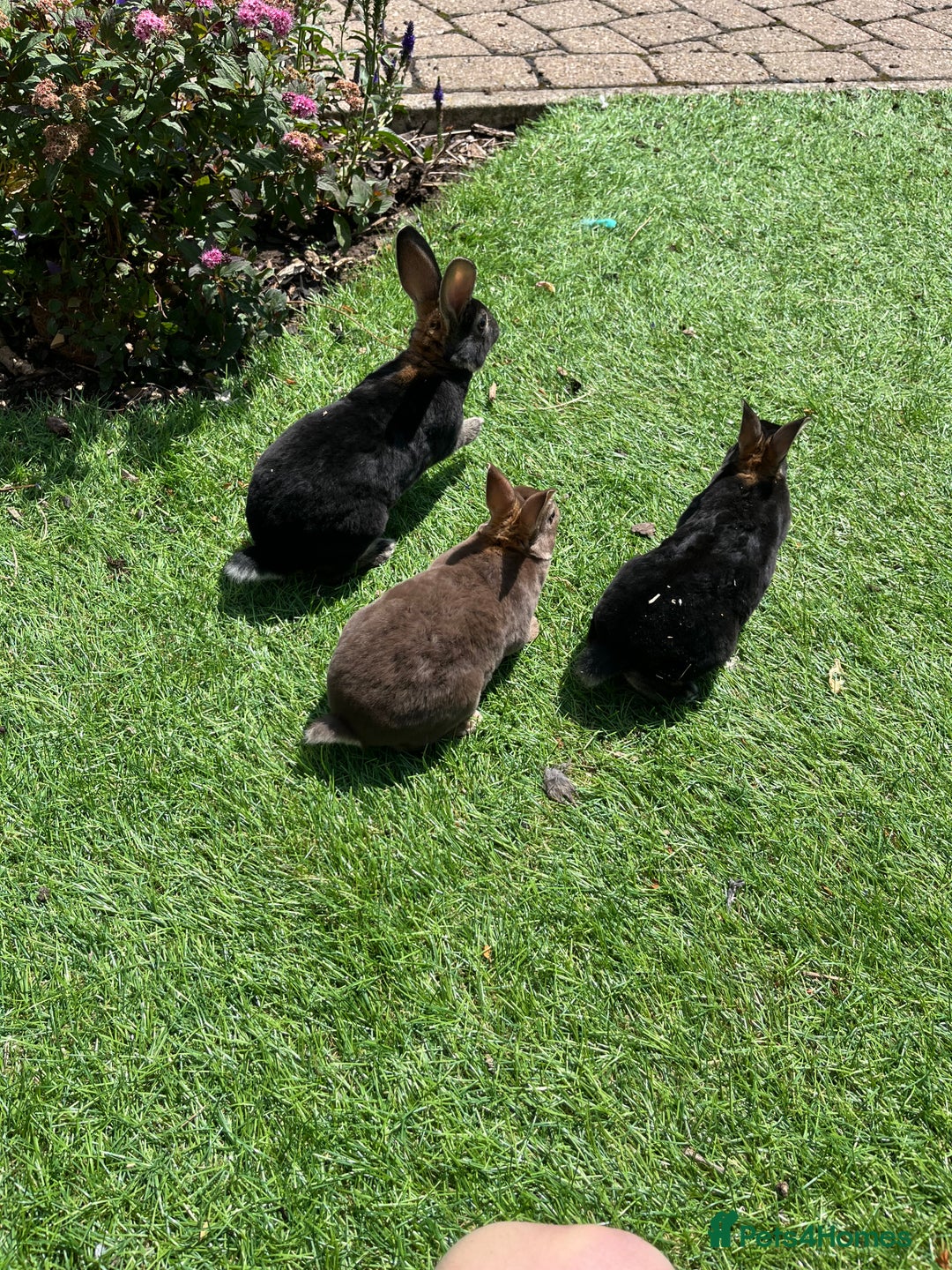 Rex rabbits for sale: Mini Rex bunnies looking for their new homes - Image 4