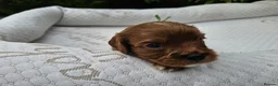 Cavapoo dogs for sale: Cavapoo puppies (toy)DNA CLEAR - Advert 31