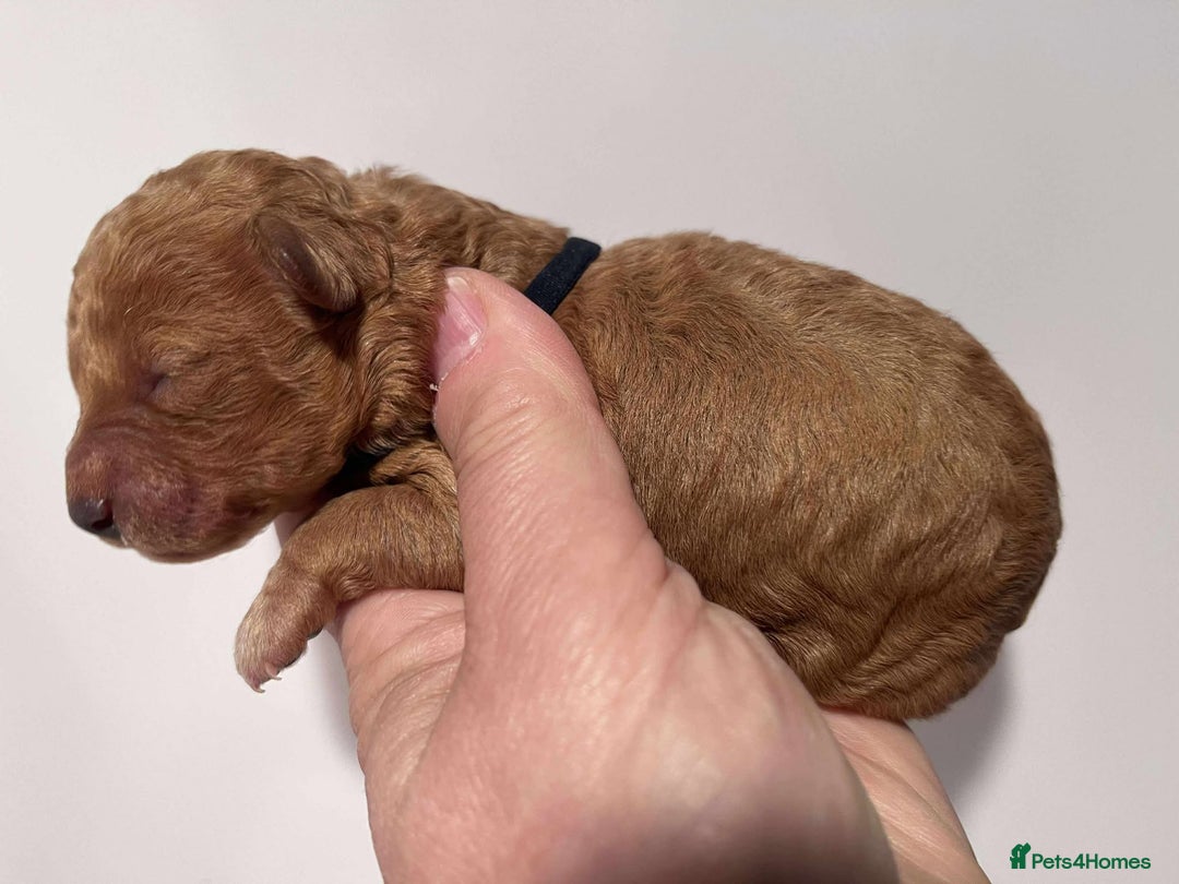 Cavapoo dogs for sale: 5⭐️Licensed+DNA tested+Vet Checked - Image 8