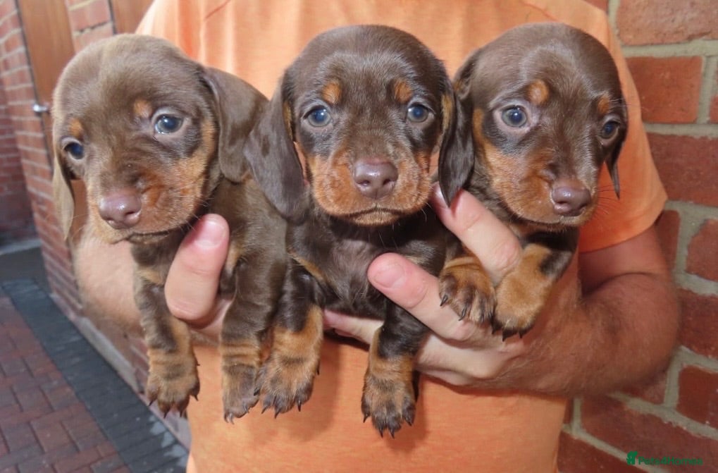 Miniature Dachshund dogs Miniature Dachshund Puppies - Advert 1