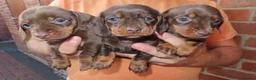 Miniature Dachshund dogs for sale: Miniature Dachshund Puppies - Advert 1