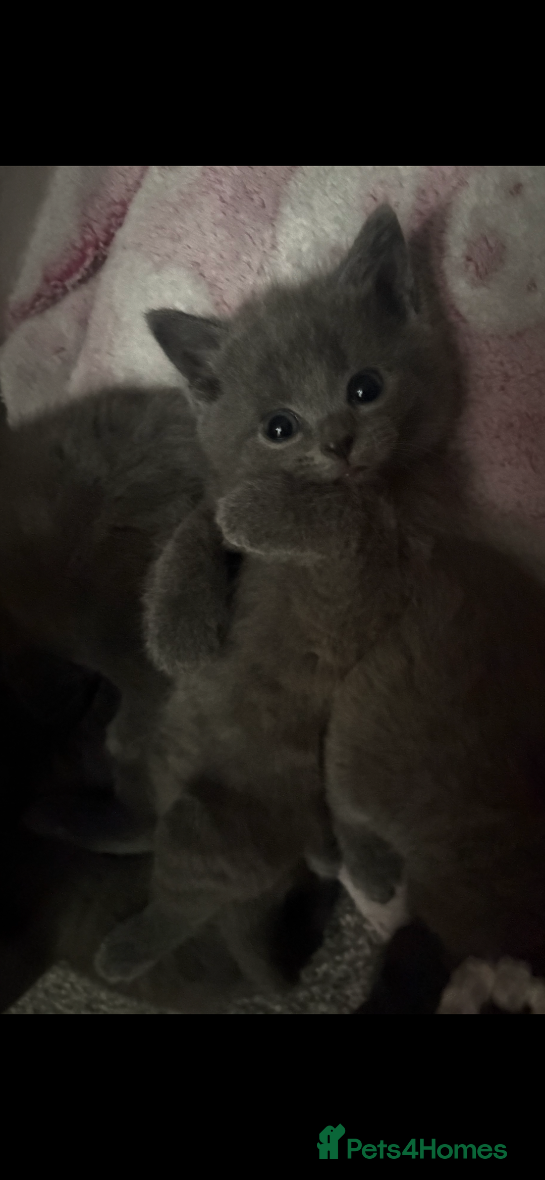 British Shorthair cats for sale: British shorthair kittens  - Image 4