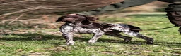 German Shorthaired Pointer dogs for stud: An Amazing Dog with an Outstanding Temperament - Advert 2