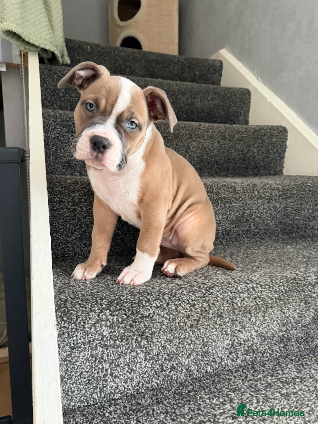Mixed Breed dogs for sale: Pocket Bully / American Bully - Advert 14