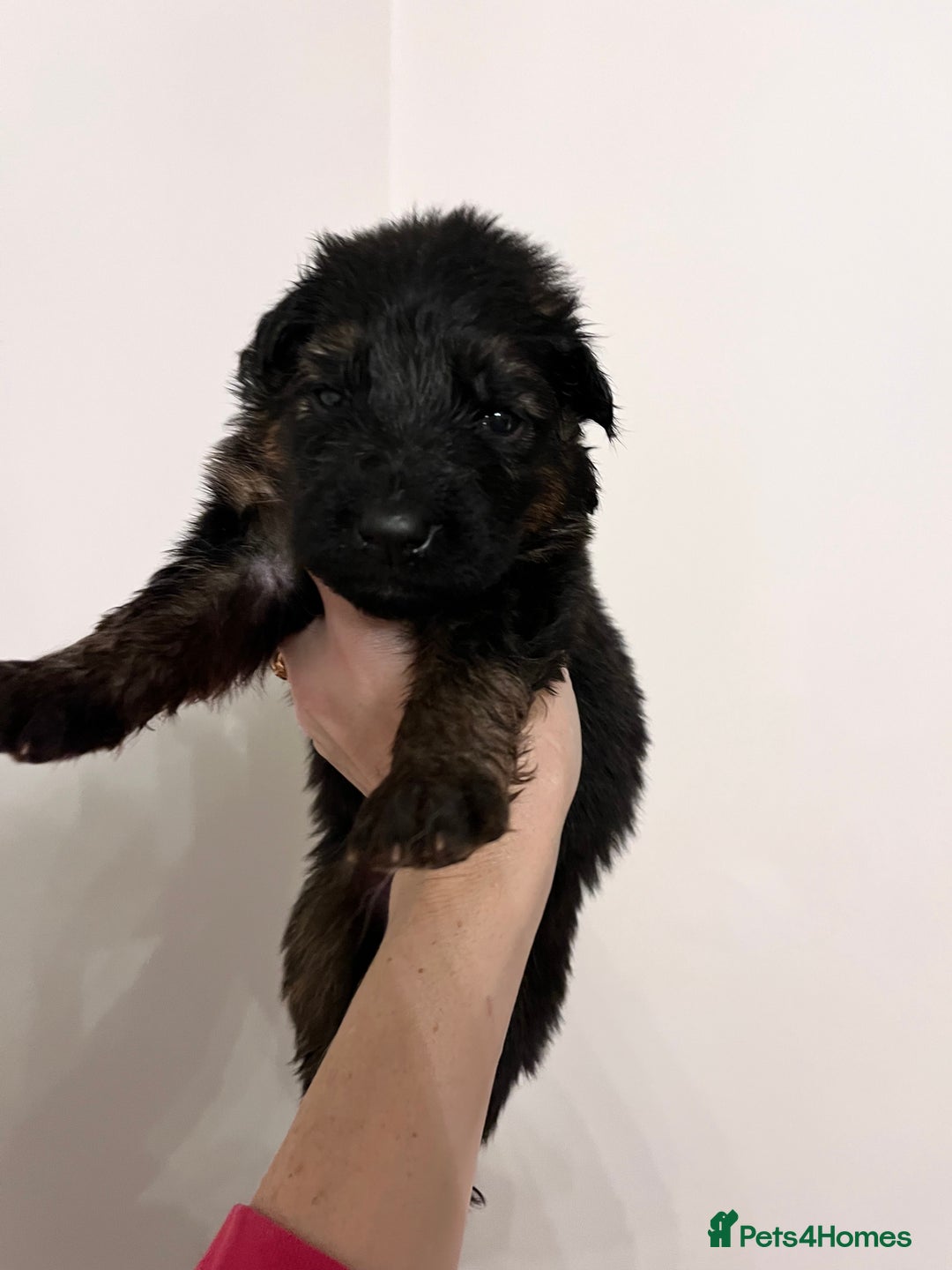 German Shepherd dogs for sale: Beautiful KC reg German Shepherd puppies for sale  - Advert 5