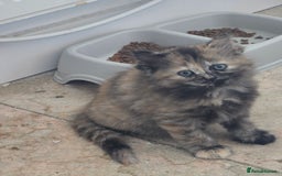 Ragdoll cats for sale: Ragdoll cross kittens - Image 1