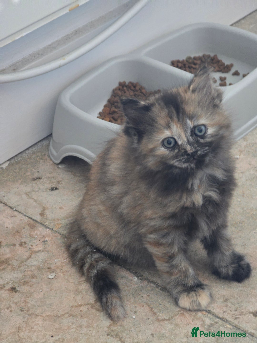 Ragdoll cats for sale: Ragdoll cross kittens - Image 1