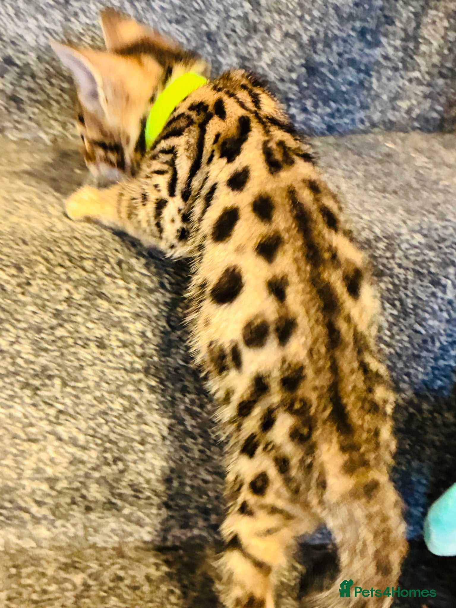 Bengal cats FINAL TWO ! Amazing Bengal kittens  - Advert 2