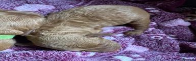 Cockapoo 4