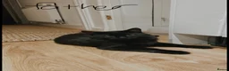 British Longhair cats for sale: Male cat for sale - Advert 11