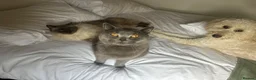 Ragdoll cats for sale: Two male cats (ragdoll and BSH) - Advert 2