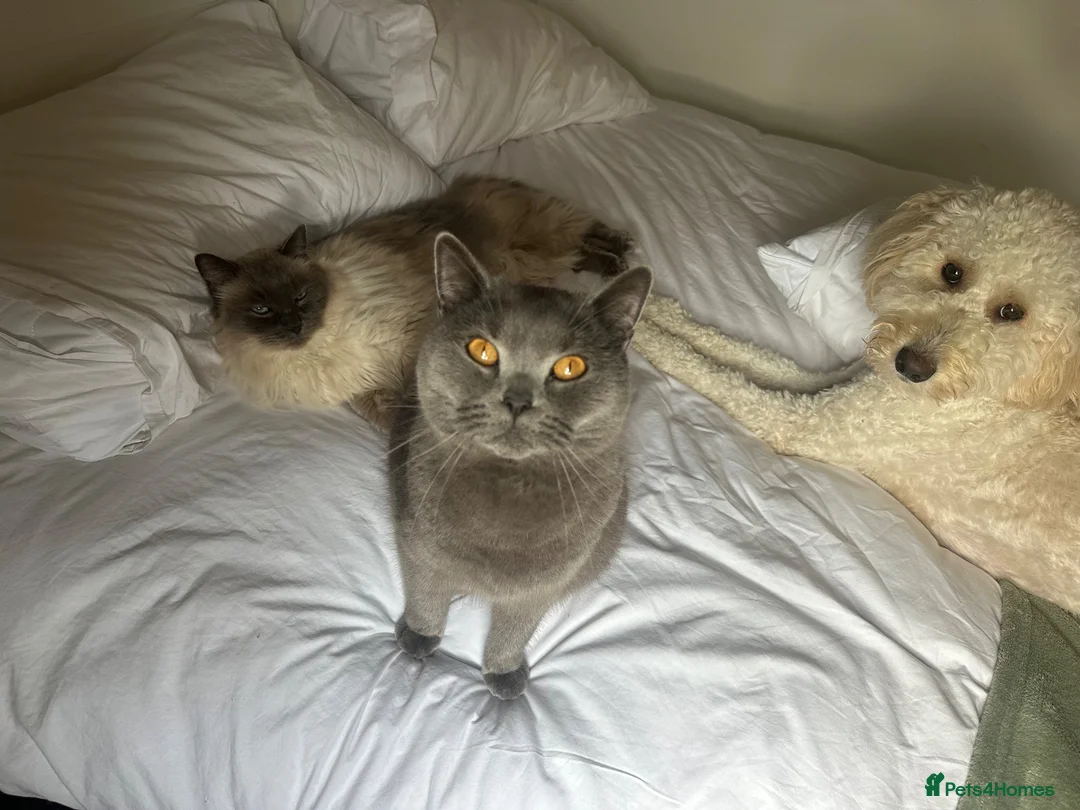 Ragdoll cats for sale: Two male cats (ragdoll and BSH) - Advert 2