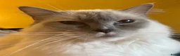 Ragdoll cats for sale: Gentle Lilac Point Female Ragdoll - Advert 11