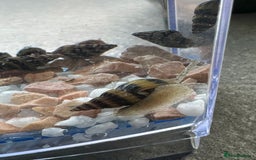 Snails invertebrates for sale: Assassin Snails - Image 4