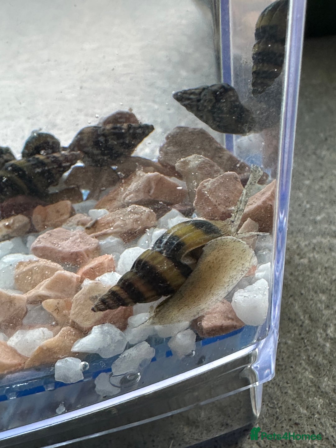 Snails invertebrates for sale: Assassin Snails - Image 4