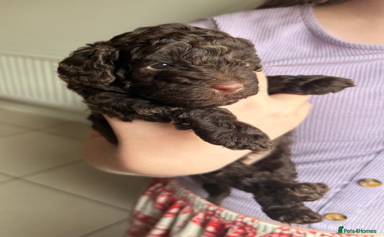 Cockapoo dogs - Advert 3