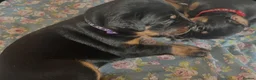 Dobermann dogs for sale: Beautiful Pure Dobermans Litter – 4 Boys & 2 Girls - Advert 9