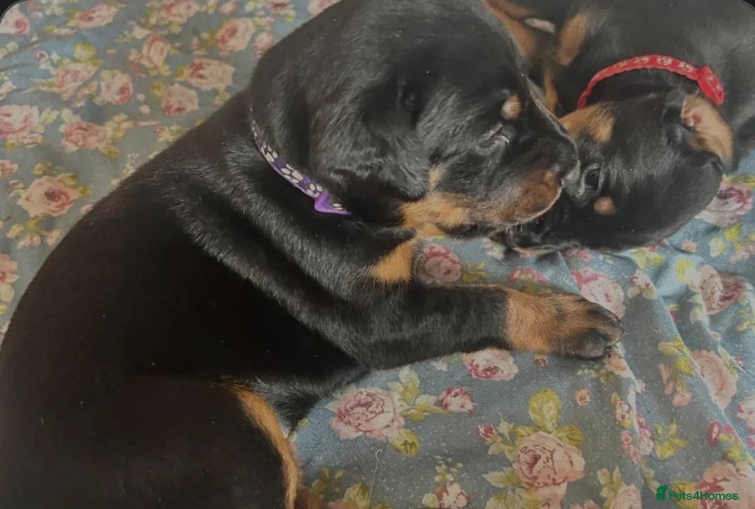 Dobermann dogs for sale: Beautiful Pure Dobermans Litter – 4 Boys & 2 Girls - Advert 9