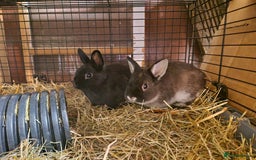 Netherland Dwarf rabbits for sale: Adorable, sweet, purebred Netherland dwarf girls - Image 4