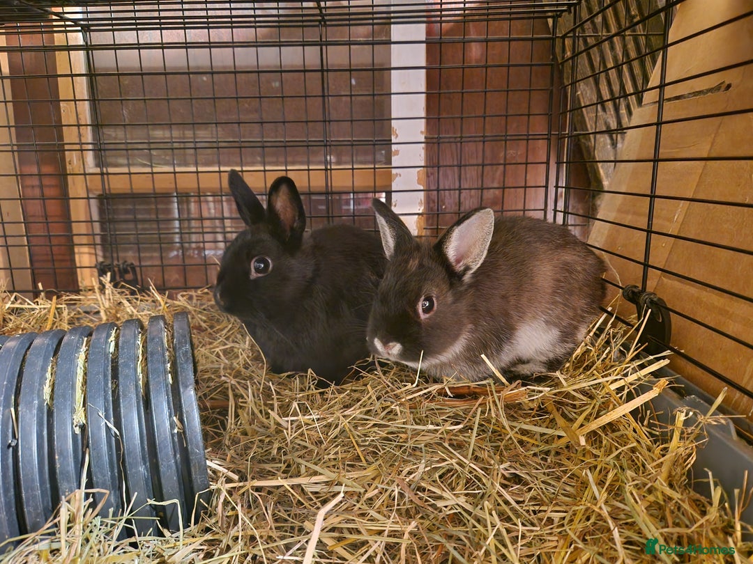 Netherland Dwarf rabbits for sale: Adorable, sweet, purebred Netherland dwarf girls - Image 4