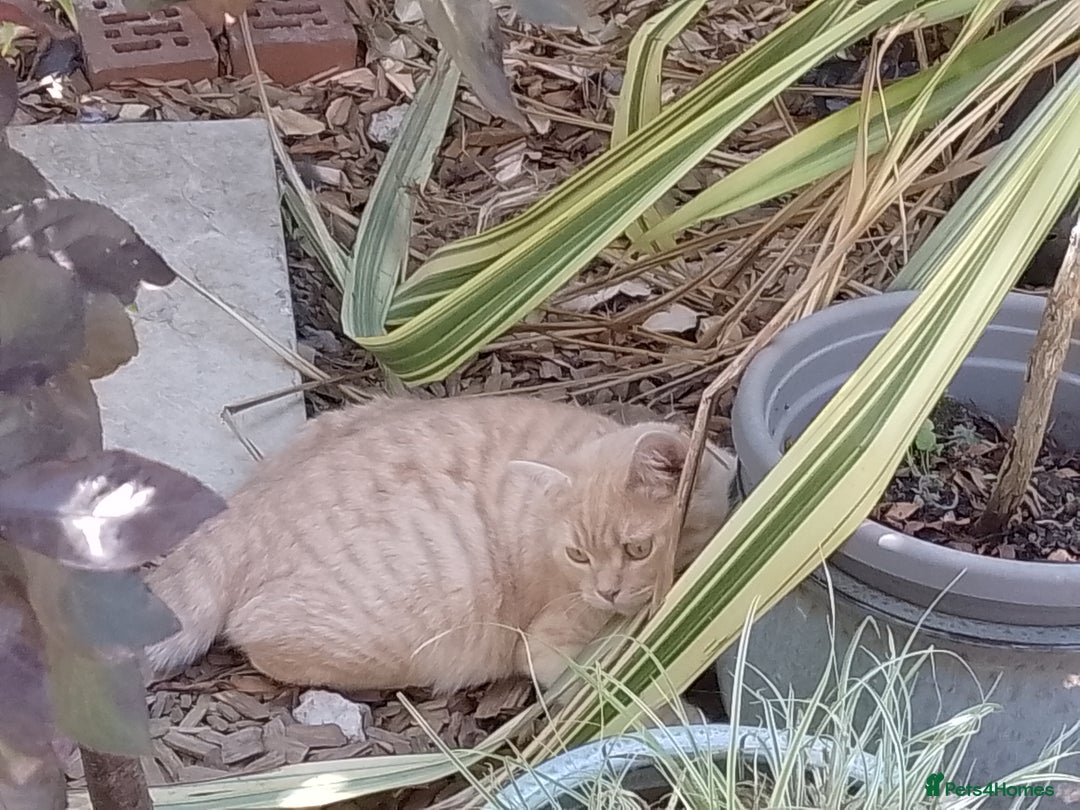 British Shorthair cats for sale: 💞 Could you love Paprika 💞 in Louth - Image 4