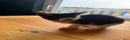 Mixed Breed cats for sale: 3 kittens for sale all female  - Advert 2