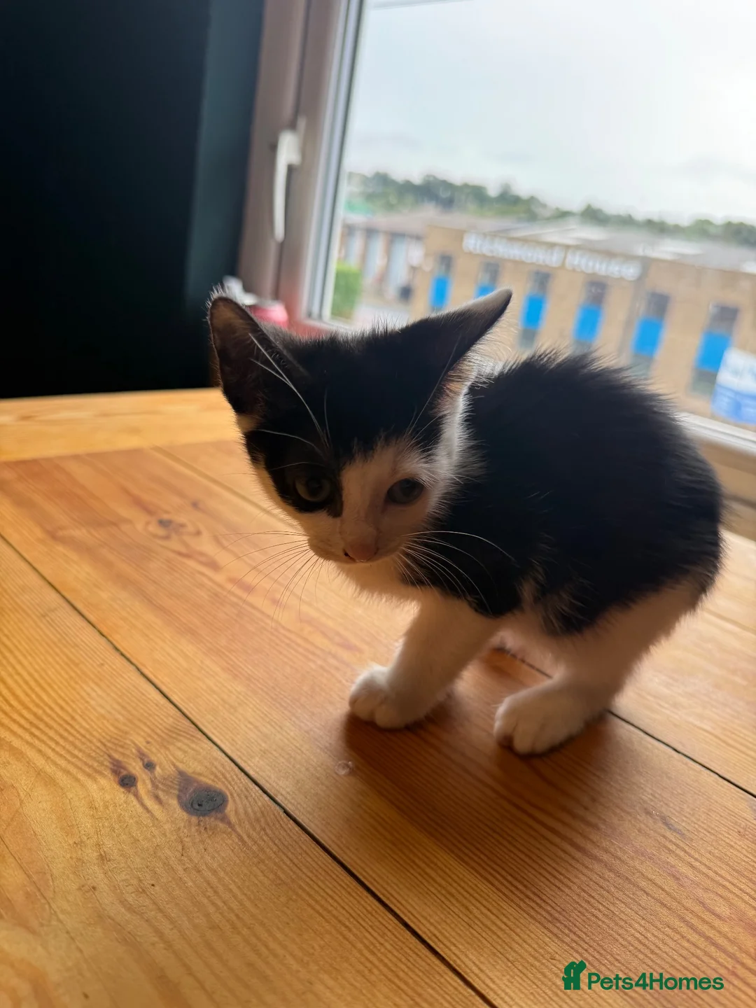 Mixed Breed cats for sale: 3 kittens for sale all female  - Advert 2