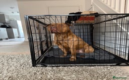 American Bull Staffy dogs for stud: Nelson - Advert 6