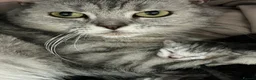 British Shorthair cats for sale: Litter of 5 British Short Hair ready for rehoming - Advert 1