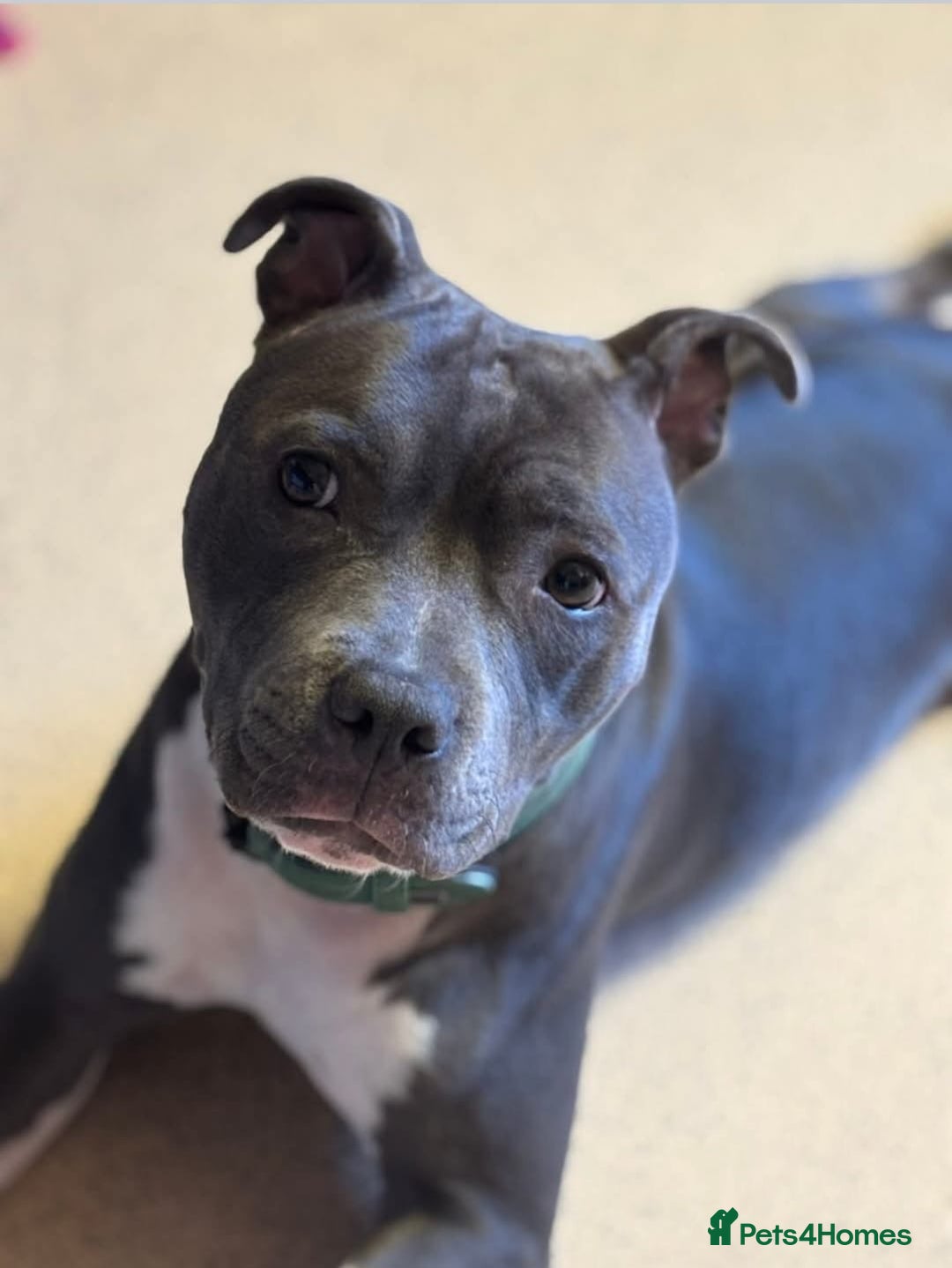 Staffordshire Bull Terrier dogs for stud: Stud wanted for my Female staff - Image 1