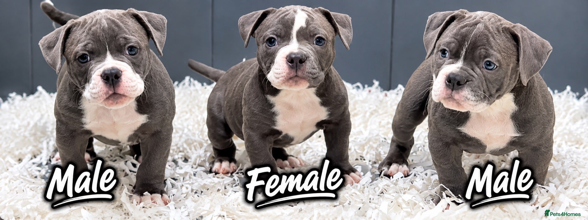 Olde English Bulldogge dogs 23 years experienced 5 star rated licensed and reg - Advert 5