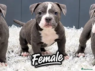 Olde English Bulldogge dogs 23 years experienced 5 star rated licensed and reg - Advert 5