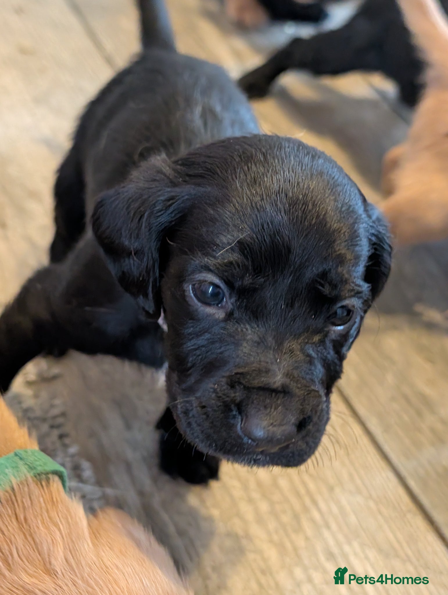 Cockerdor dogs Gorgeous F1 Cockerdor puppies for Sale - Advert 1