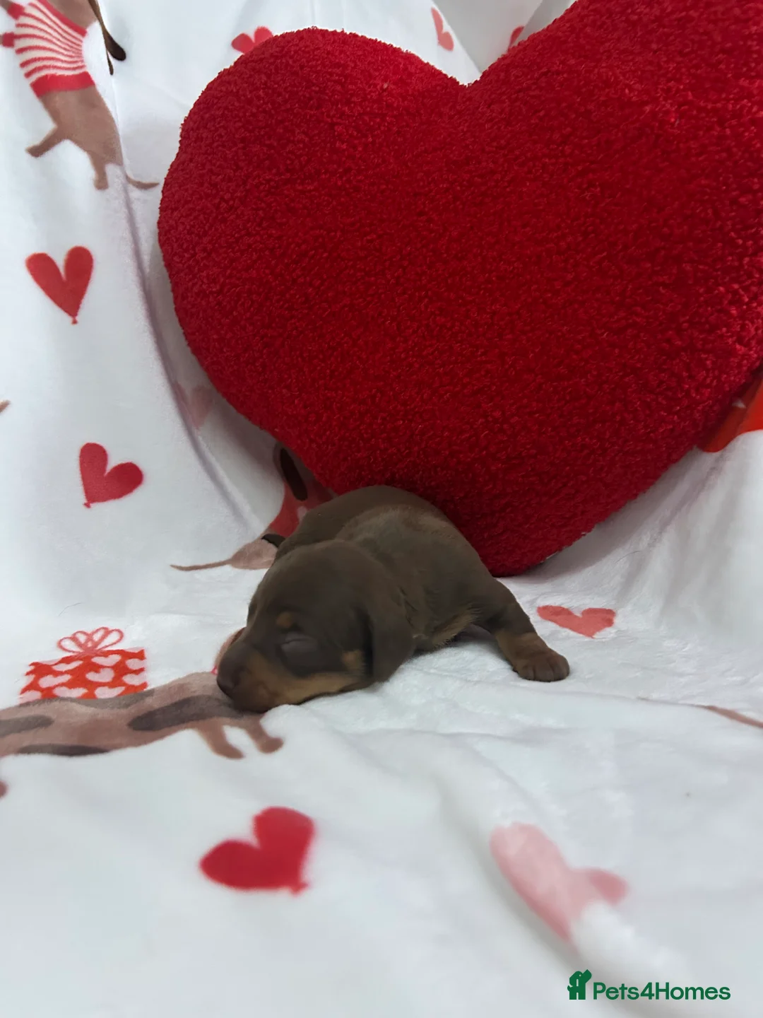 Miniature Dachshund dogs for sale: KC Reg Miniature Smooth Dachshund  - Advert 9