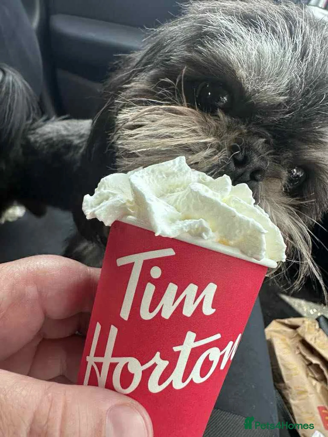 Shih Tzu dogs for stud: KC Reg Dobie Imperial Shih Tzu Stud (PROVEN) 👑  in Mansfield - Advert 2