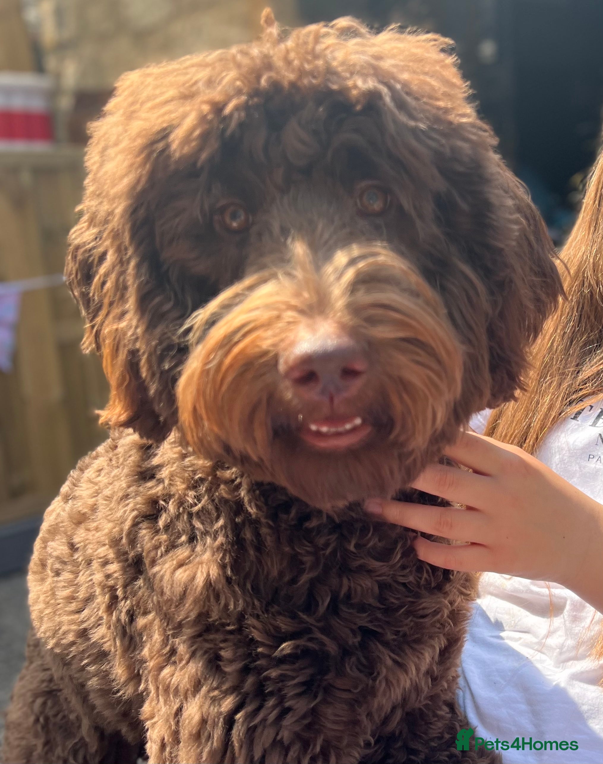Labradoodle dogs Chocolate Standard Labradoodle Multigenerational  in Matlock - Advert 5