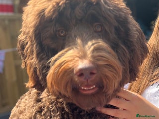 Labradoodle dogs in Matlock - Advert 5