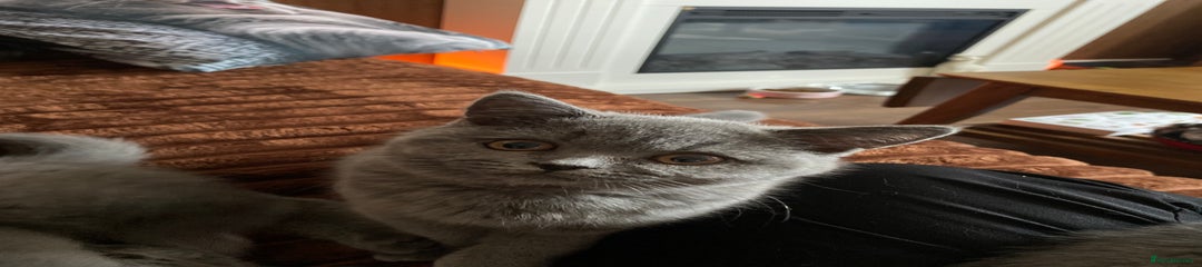 British Shorthair Kitten 3