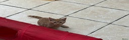 British Shorthair cats for sale: Gccf reg Cheeky British x Devon Rex kittens - Advert 2