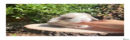 Mini Lop rabbits for sale: Beautiful mini lops for sale  - Advert 8