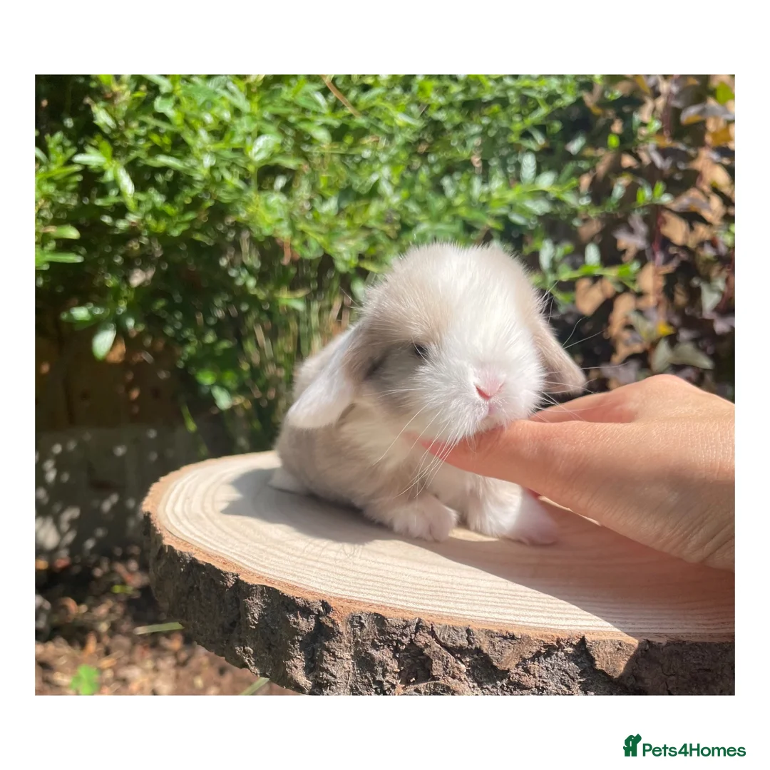 Mini Lop rabbits for sale: Beautiful mini lops for sale  - Advert 8
