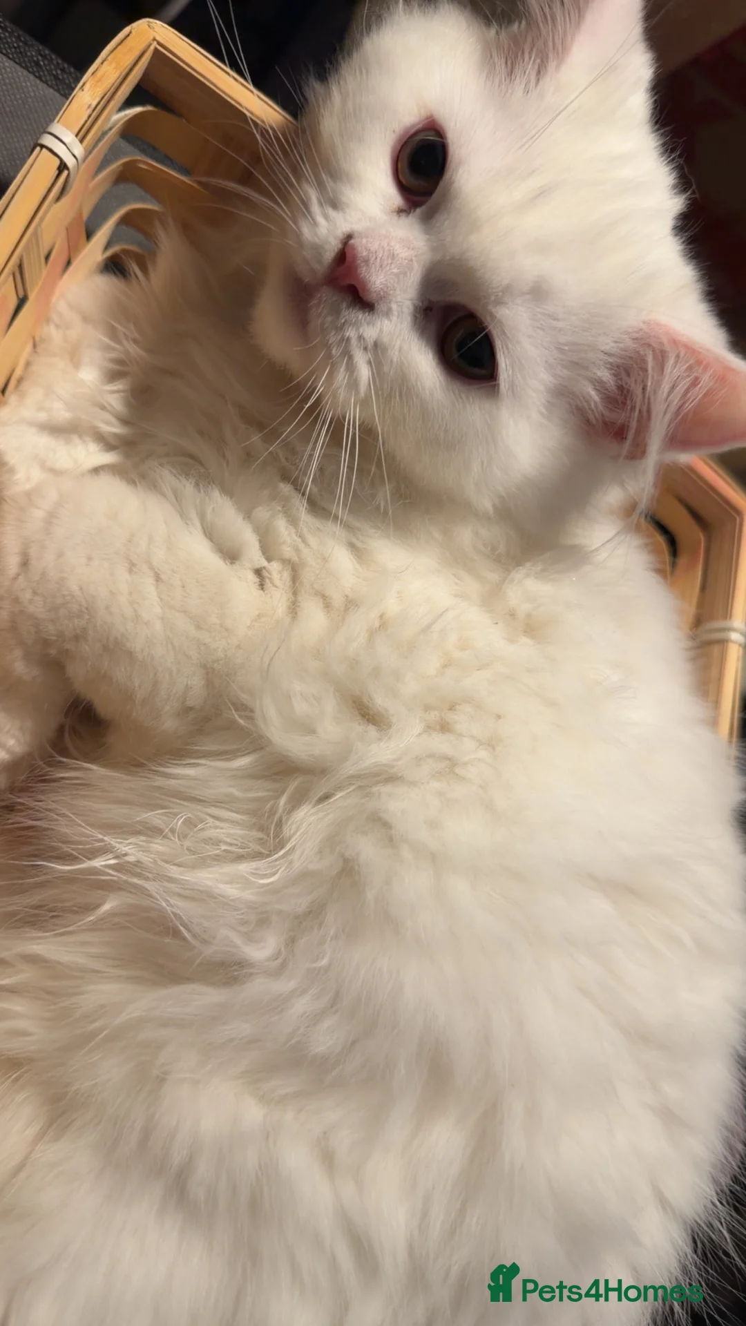 Persian cats for sale: PERSIAN KITTEN FOR SALE - Advert 4