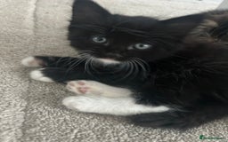 Mixed Breed cats for sale: Mixed breed kittens - Image 2