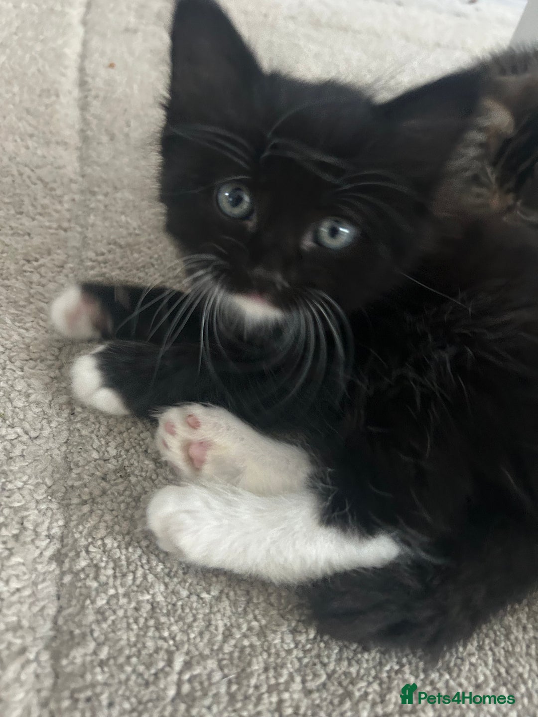 Mixed Breed cats for sale: Mixed breed kittens - Image 2