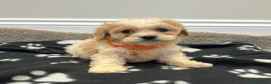 Cavapoo 3