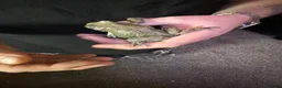 Frog reptiles for sale: Mexican leaf frog needs rehome and attention - Advert 4