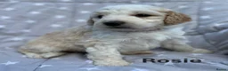 Bernedoodle dogs for sale: Bernedoodle puppies. F1b. Home reared, DNA tested  - Advert 10