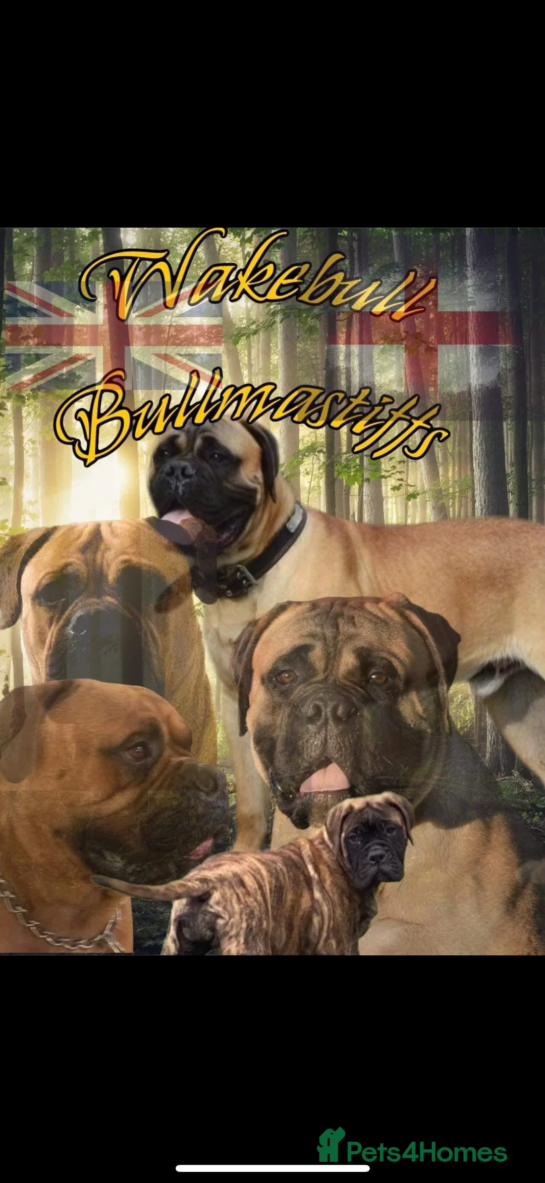 Bullmastiff dogs for sale: Stunning bullmastiff puppies  - Advert 4
